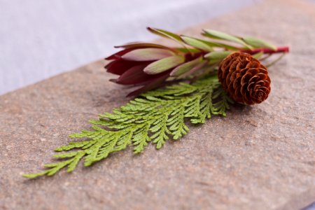 Free stock photo of fir, nature, pine cone photo