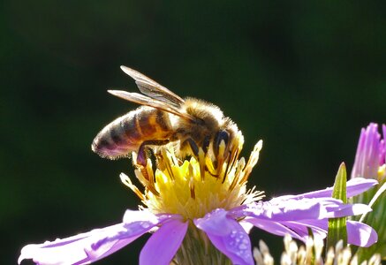 Bloom nectar pollination photo