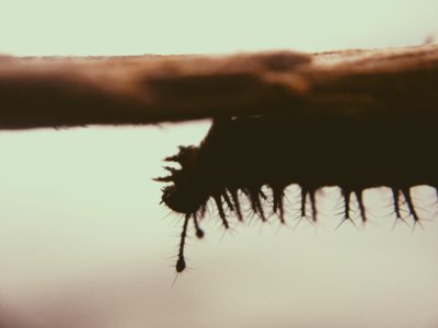 Black Catterpillar on Brown Branch photo