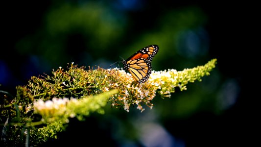 Selective Focus Photo of Monarch Butterfly on Yellow Plant