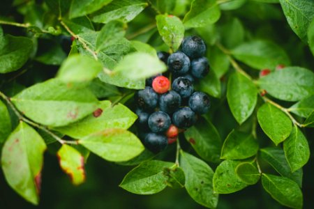 Free stock photo of berries, branches, bunch photo