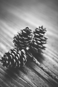 Grayscale Photography of Three Pinecones on Wooden Surface