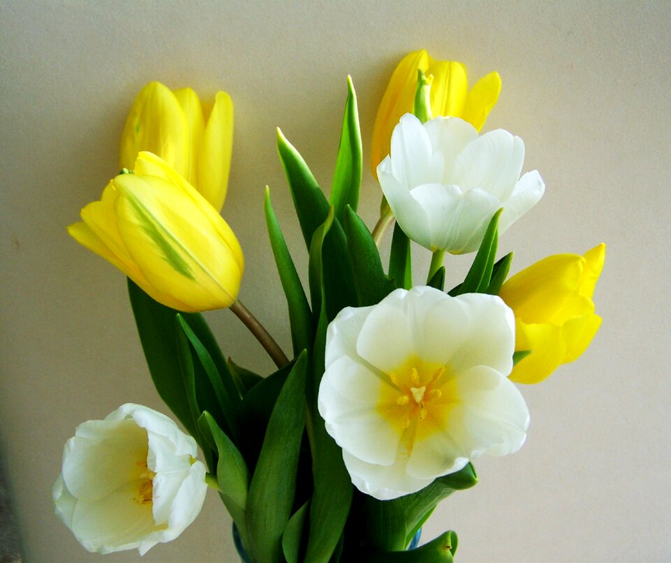 Tulip bunch of flowers yellow and white flower