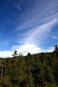 Green Tree and Blue Sky photo