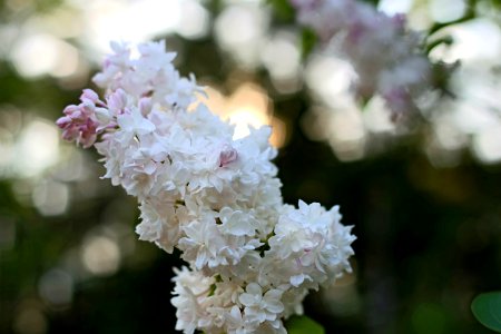 Selective Focus Photography of White and Pink Petaled Flowers photo
