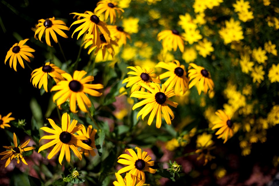 Selective Focus Photography of Yellow Daisy Flowers photo