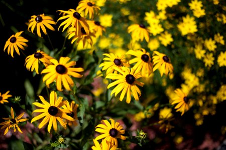 Selective Focus Photography of Yellow Daisy Flowers photo
