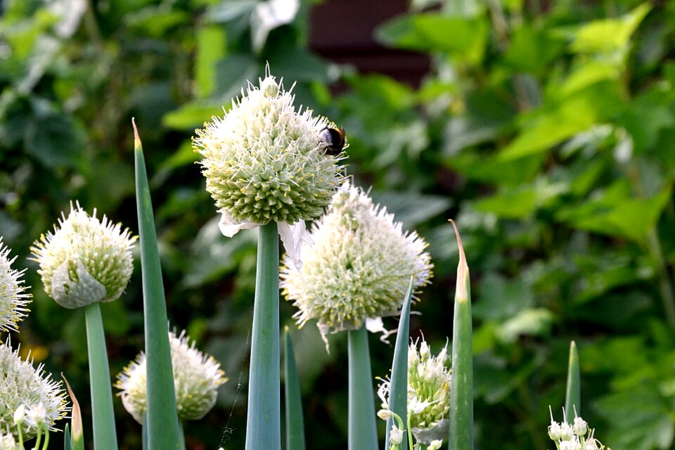 Blossom bloom seeds