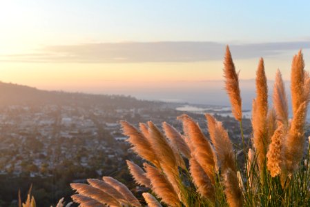 Grasses on Mountains Peak