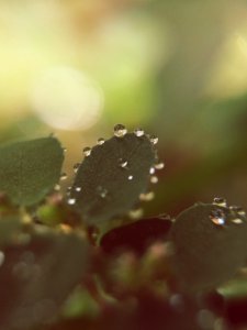 Water Droplets on Green Leaves photo