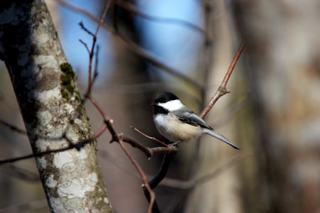 Bird Perch on Tree Trunks photo