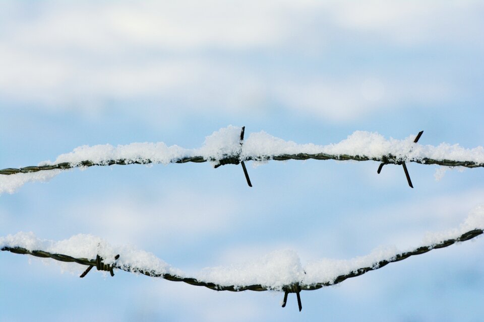 Winter wintry prickly