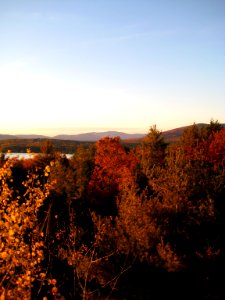 Maple Trees Near Body of Water