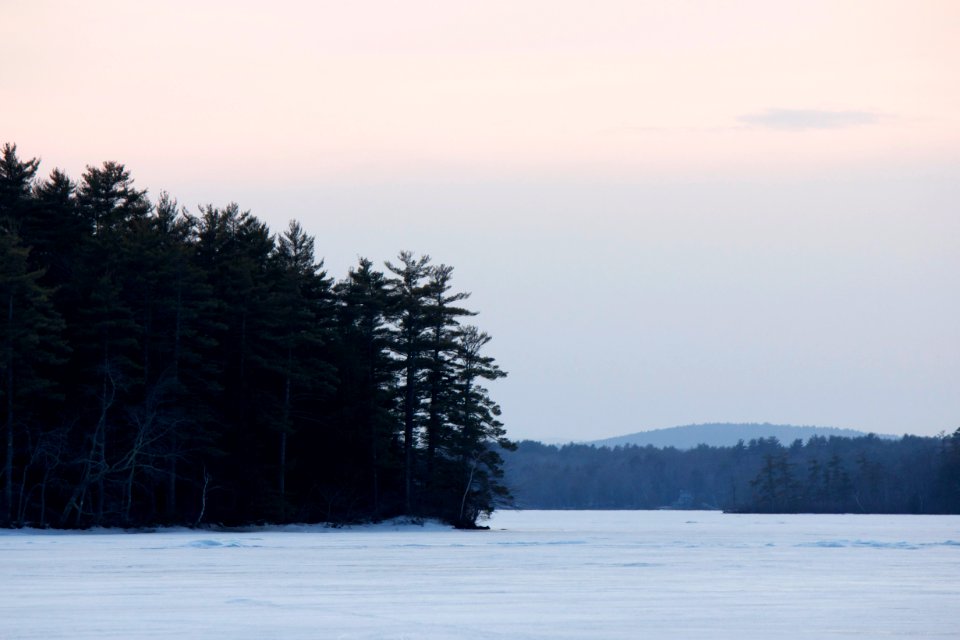 Free stock photo of ice, trees, winter photo