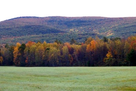 Free stock photo of foliage, forest, mountains photo