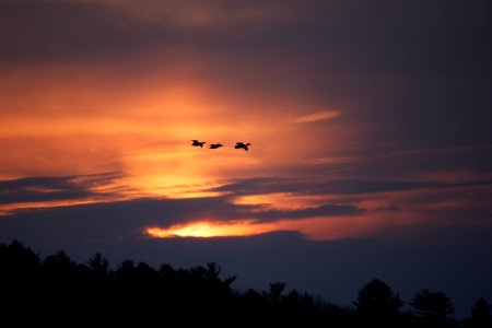 Free stock photo of clouds, sunset, trees photo