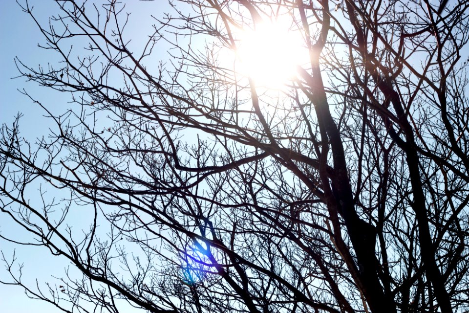 Free stock photo of sunlight, trees