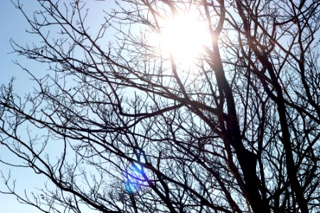 Free stock photo of sunlight, trees photo