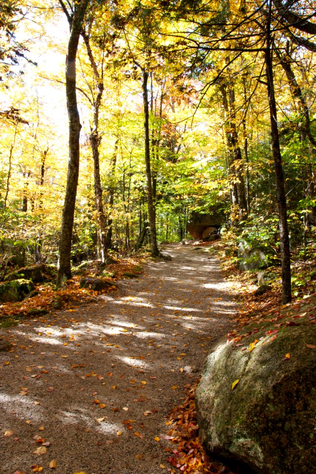 Free stock photo of foliage, trees