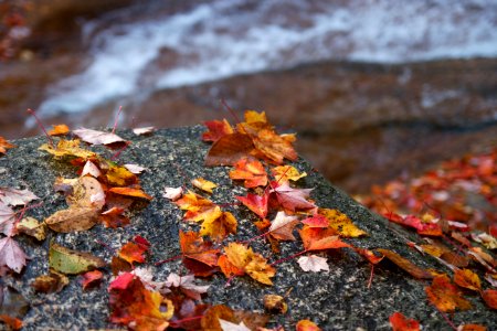 Free stock photo of foliage, rocks, water