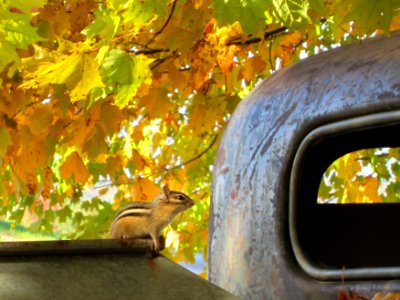 Free stock photo of chipmunk, foliage, truck photo