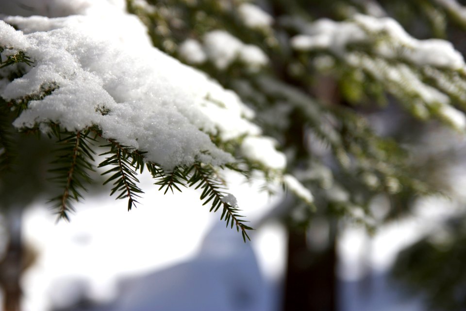 Free stock photo of macro, snow, trees