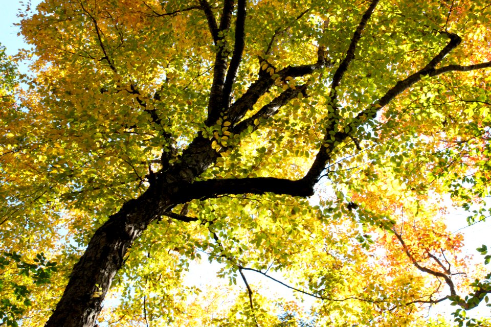 Free stock photo of summer, trees