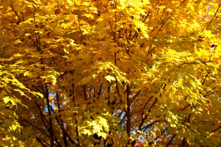 Free stock photo of foliage, trees photo