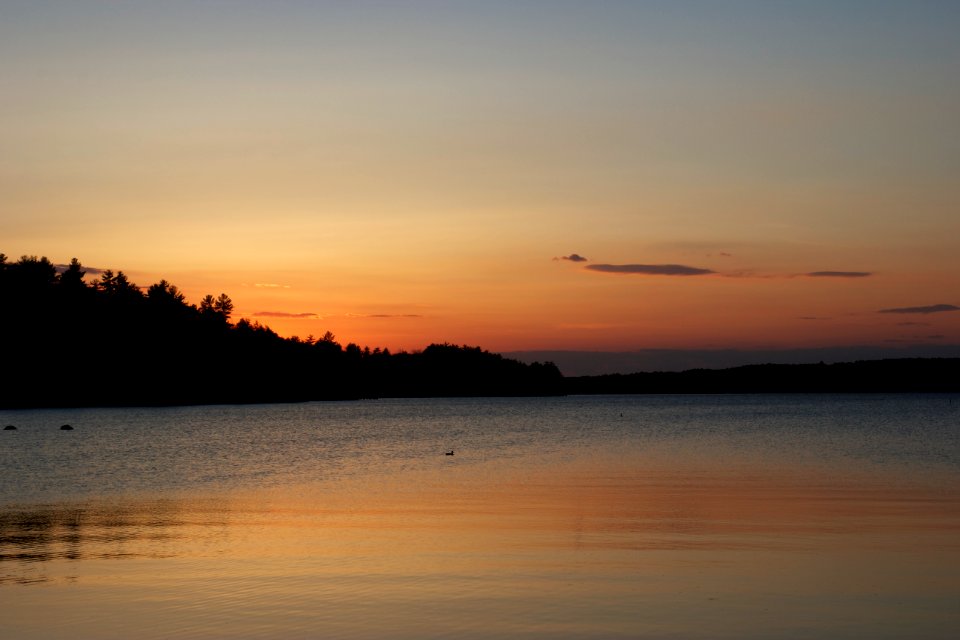 Free stock photo of summer, sunset, trees