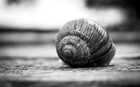 Natural macro garden photo