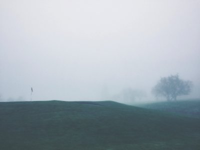 Trees during Foggy Weather photo