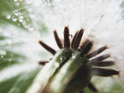 Free stock photo of close, closeup, dandelion