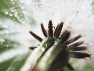 Free stock photo of close, closeup, dandelion photo