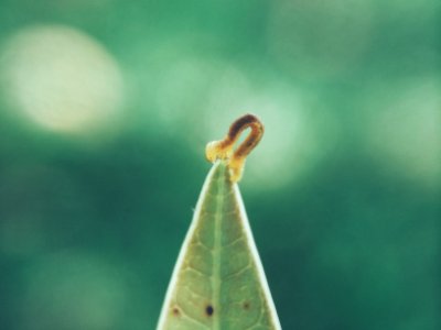 Brown and Yellow Worm photo