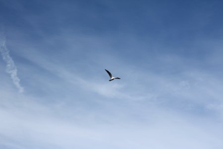 Low Angle Photography of White Bird Flying Under the Blue Sky photo