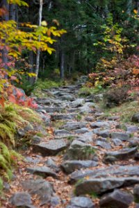 Rocky Pathway Surrounded by Trees photo
