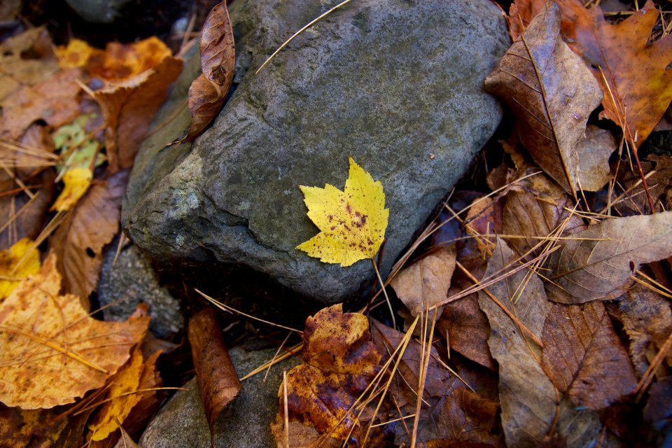 Free stock photo of foliage, rocks