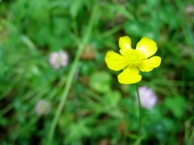 Free stock photo of flower, grass, summer