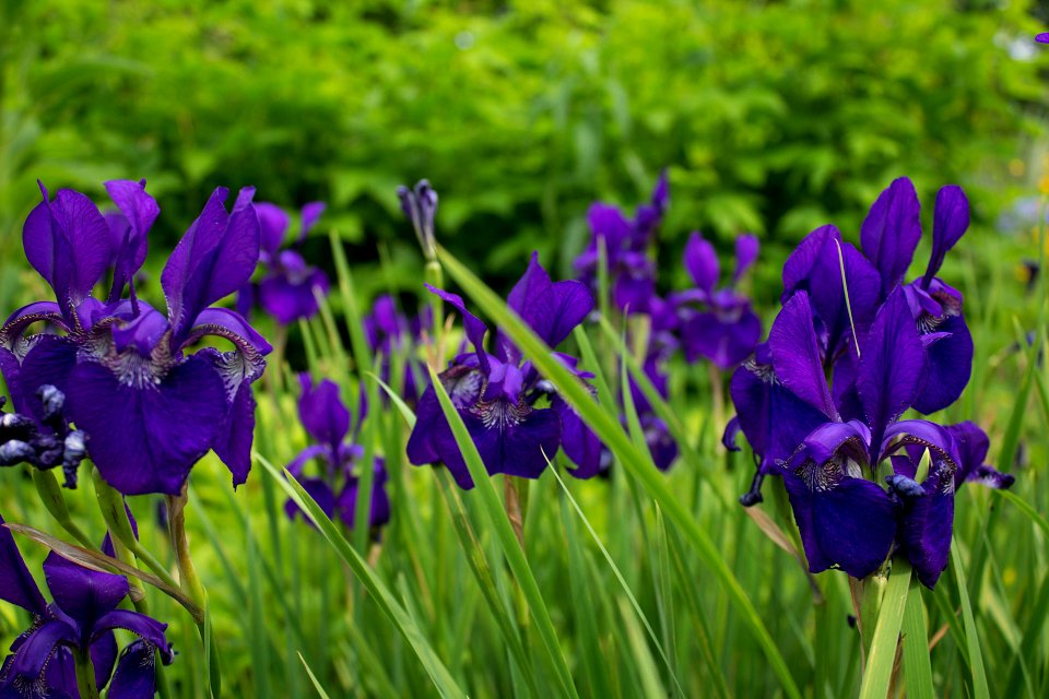 Purple Orchids photo