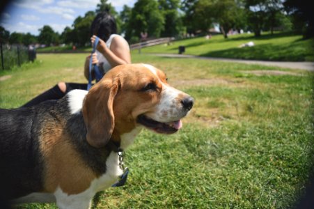 Adult Tricolor Beagle Outdoor photo