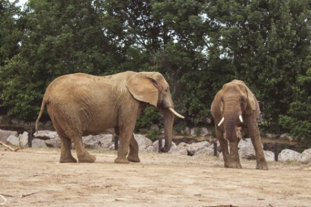 Two Brown Elephants Standing Near Green Trees photo