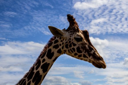 Giraffe Under White and Blue Sky photo