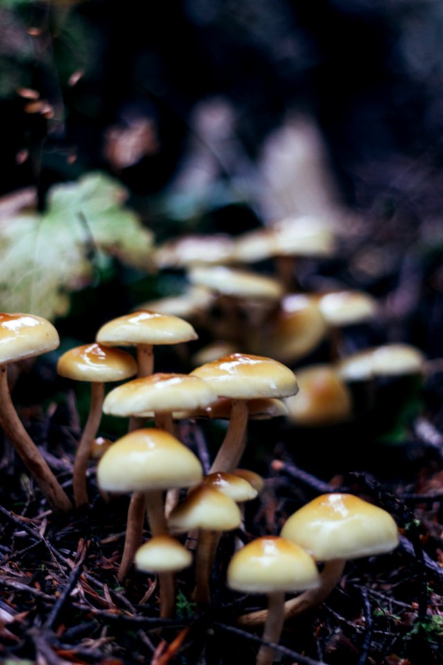 Free stock photo of create, macro, mushrooms