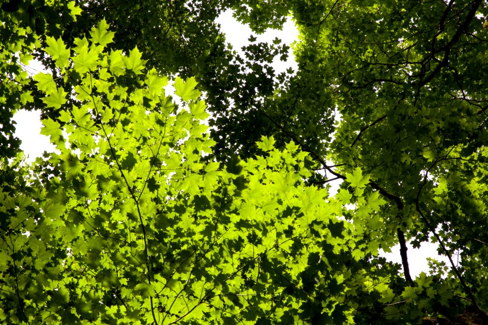 Free stock photo of trees