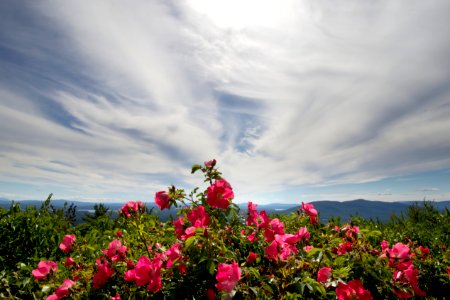 Free stock photo of clouds, flowers, mountains