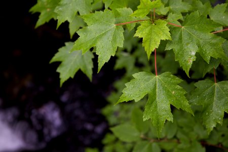 Green Leaf Plant photo