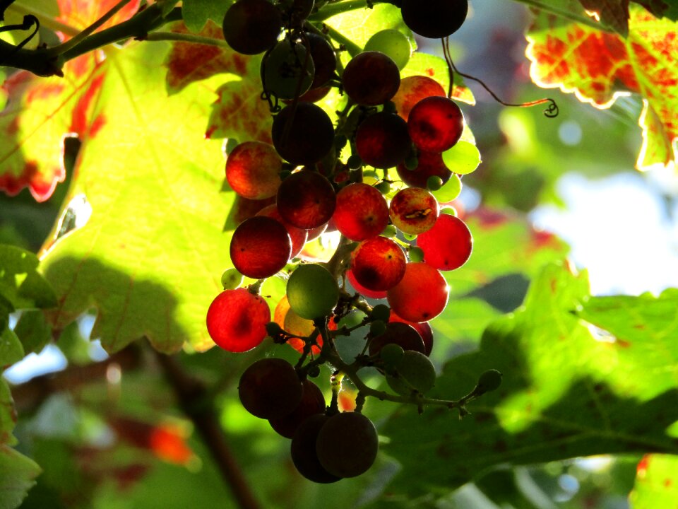 Harvest wine grapevine