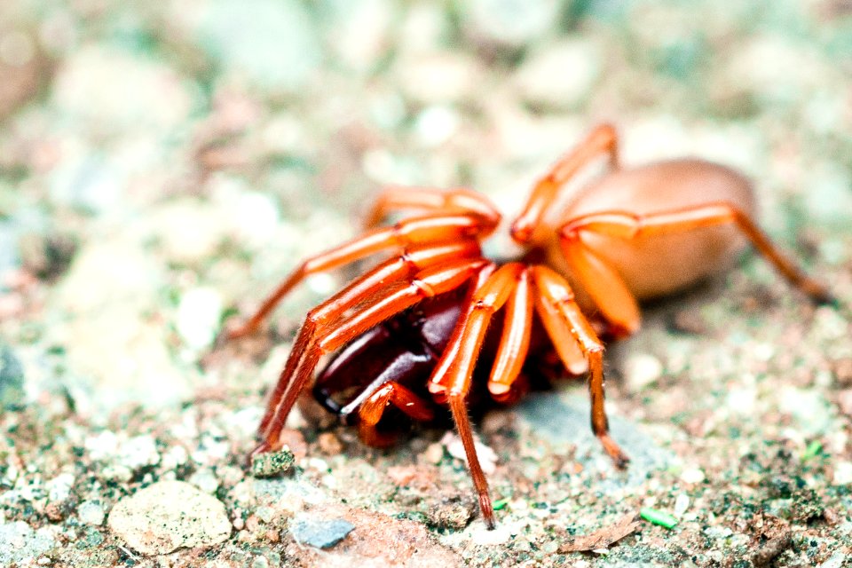 Closeup Photo of Woodlouse Spider on Gray Surface photo