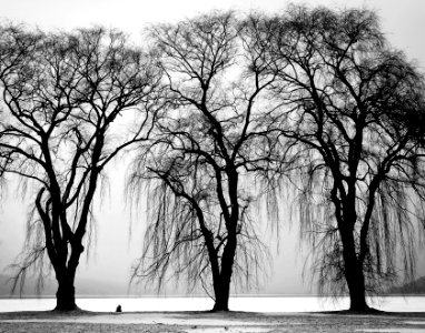 Three Black Trees