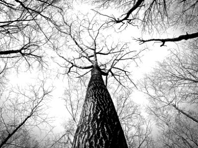 Worm's Eye View Photography of Naked Tree photo